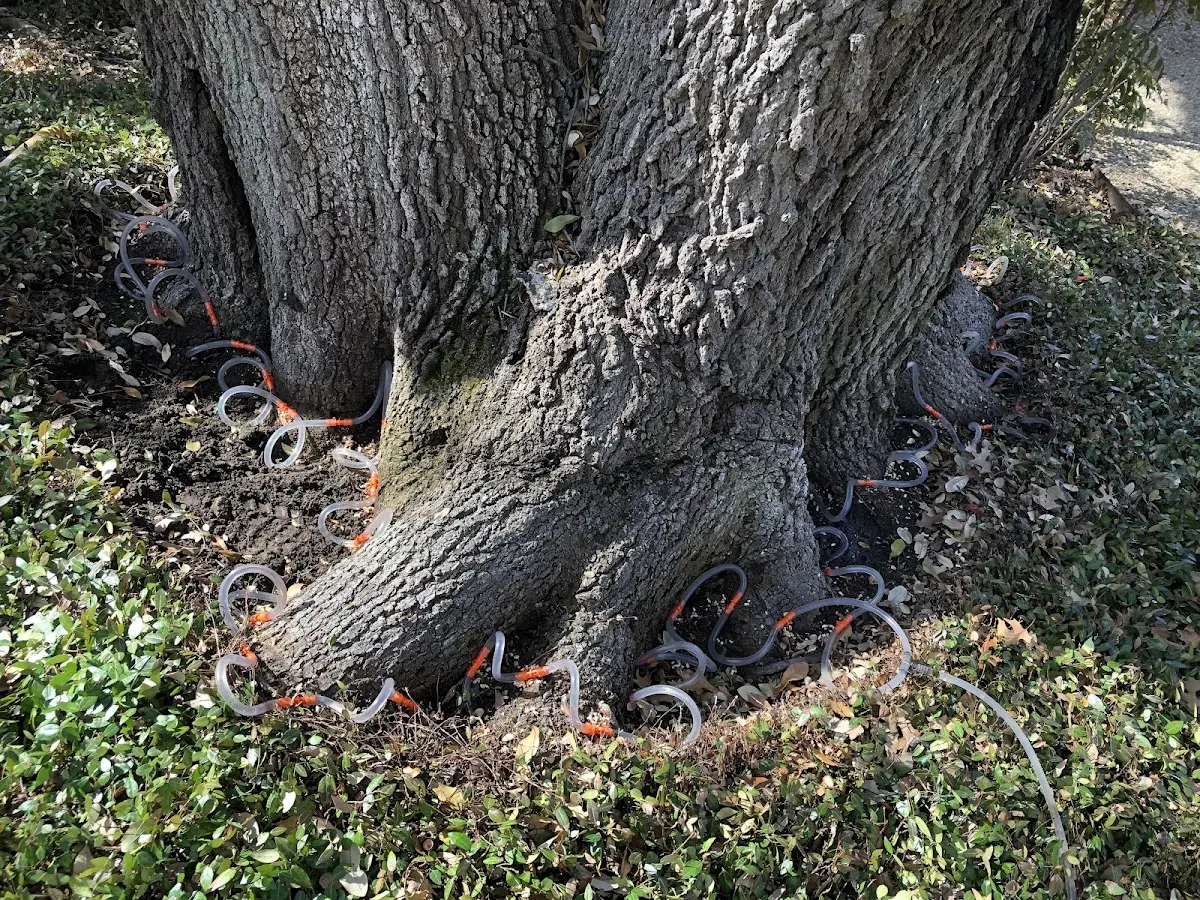 Detailed Tree Cabling and Bracing job site in Boulder